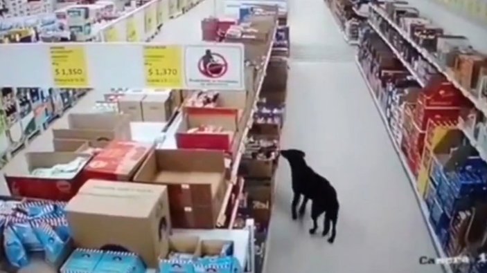 Kolombiya'da köpek, marketten mama çaldı