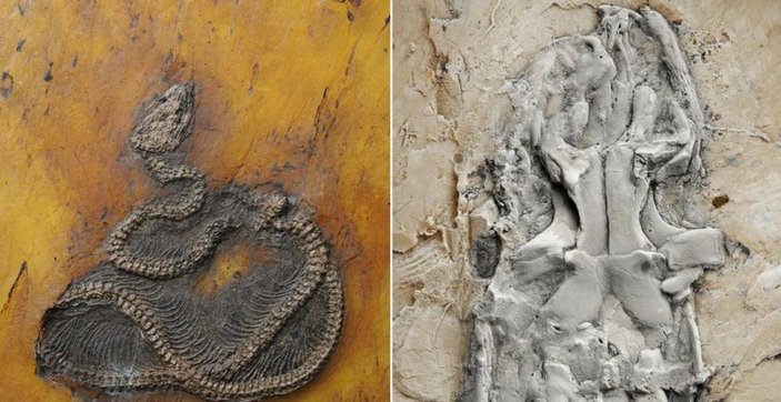Almanya'da 47 milyon yıllık piton yılanı fosili bulundu