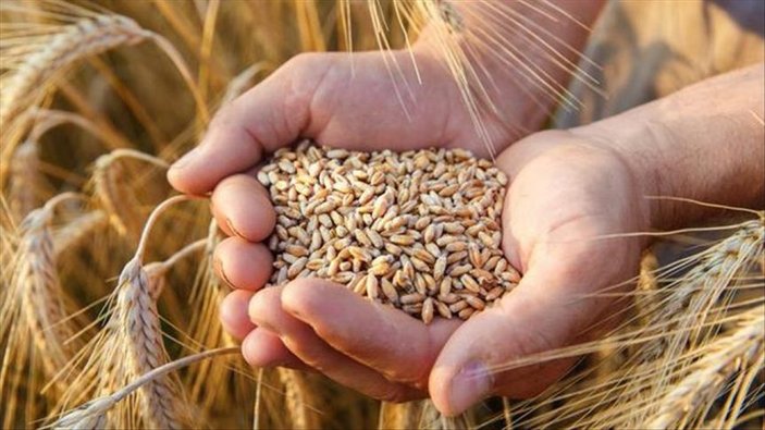 Arpa, buğday ve mısırda gümrük vergisi sıfırlandı