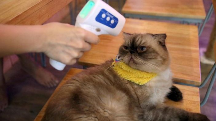 Koronavirüs bulaştıran hayvanlar hangileridir? Evcil hayvanlardan koronavirüs bulaşır mı?