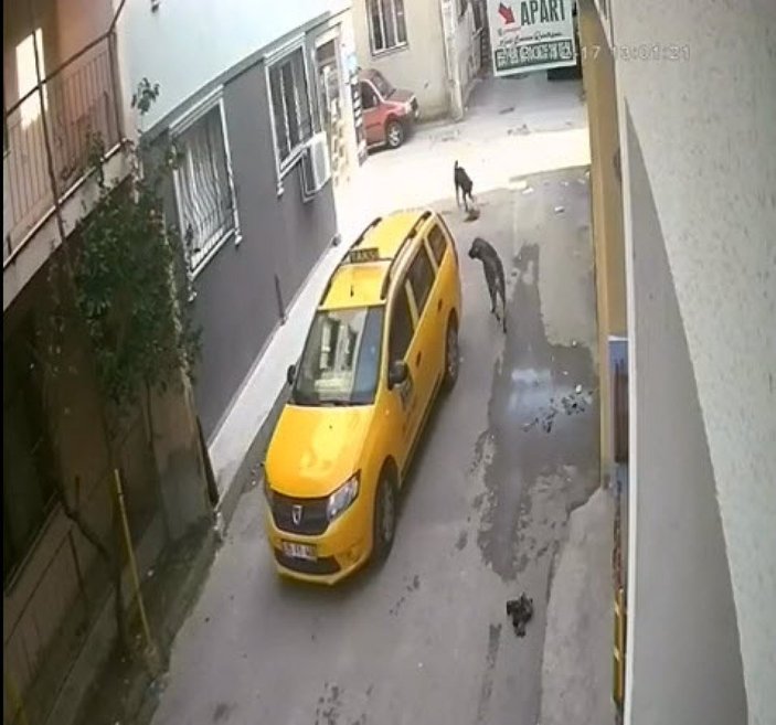 İzmir'de yavru köpeğin üzerinden geçen taksi kamerada