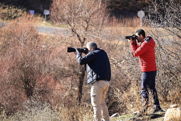 Bingöl'de fotoğrafçılar, Athena türü baykuş çekti
