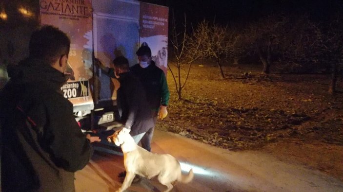 Gaziantep'te köpek dövüştüren 4 kişi gözaltına alındı