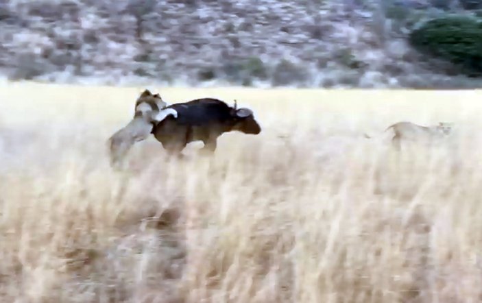 Aslanlardan kurtulmaya çalışan bufalo aracı parçaladı