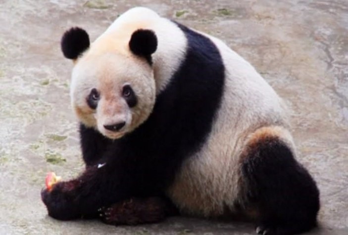 Dünyadaki en yaşlı panda Xin Xing, öldü