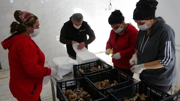 Türkiye'den Asya'ya sedir mantarı ihracatı