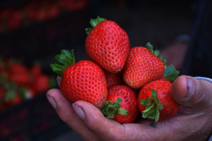 Yaş sebze meyve ihracatı arttı