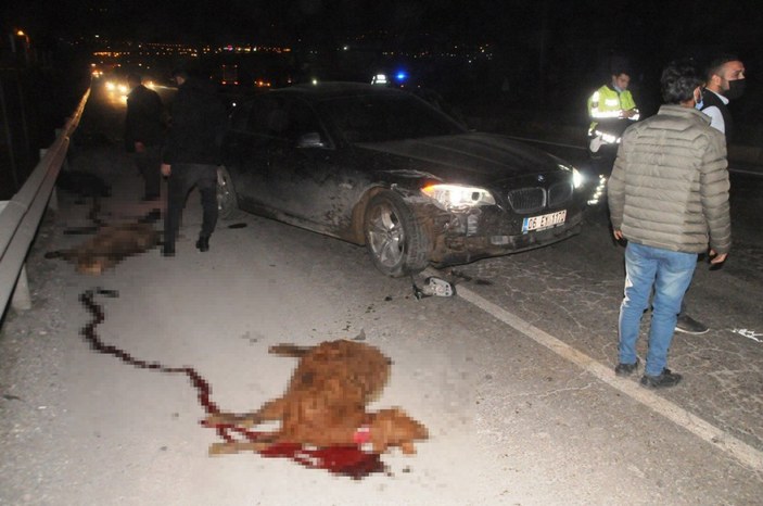 Şırnak'ta koyunlar zincirleme kazaya neden oldu
