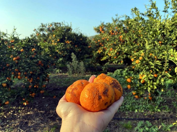 d Mandalinalar zarar gördü