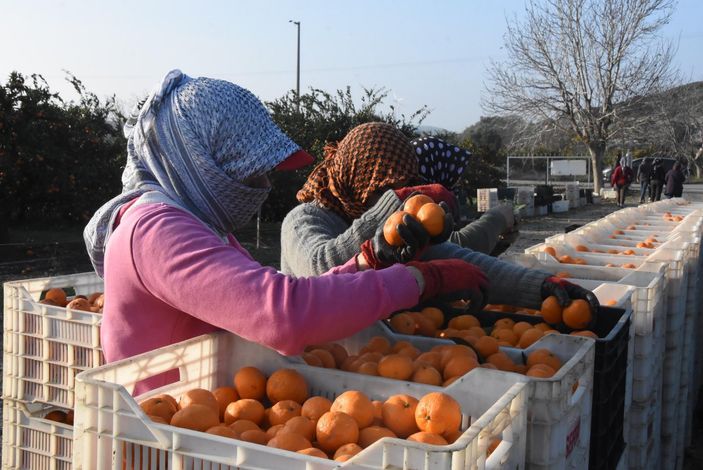 d Mandalinalar zarar gördü