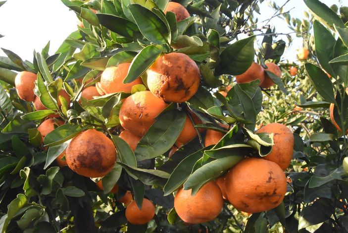 d Mandalinalar zarar gördü