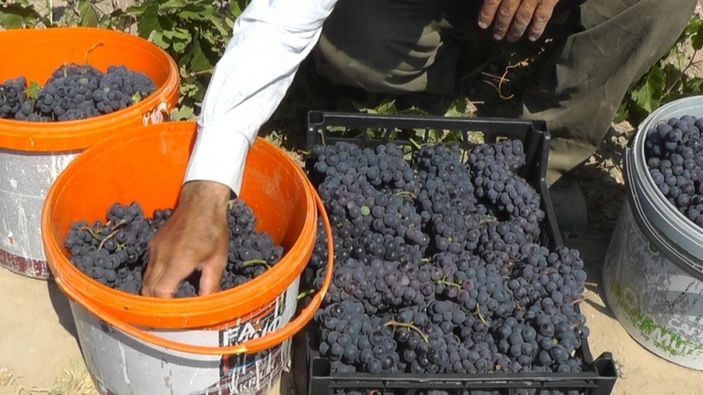 i Van Erciş üzümü tescillendi