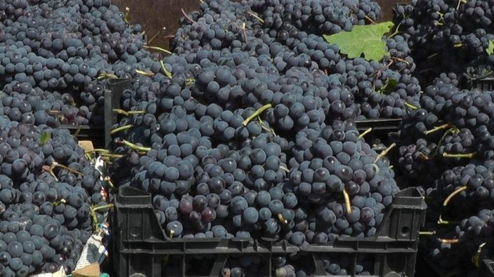 i Van Erciş üzümü tescillendi