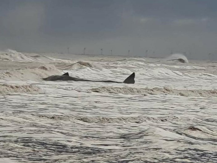 İngiltere’de nesli tükenmekte olan ispermeçet balinaları kıyıya vurdu