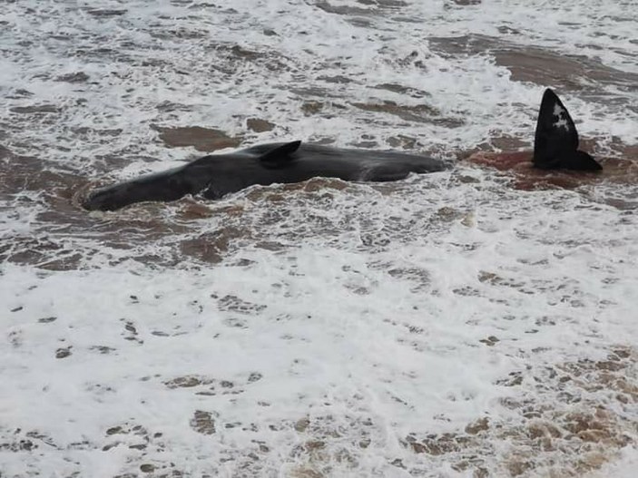 İngiltere’de nesli tükenmekte olan ispermeçet balinaları kıyıya vurdu