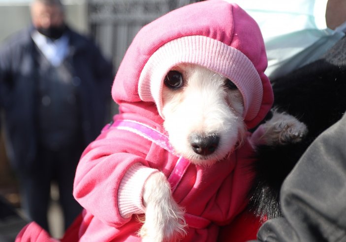 Ankara’da ses telleri kesilen köpeklerin sahibine rekor para cezası