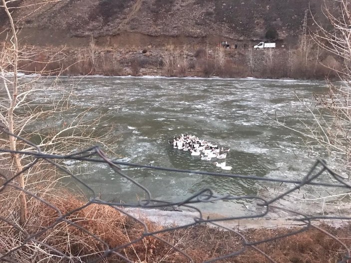 Erzincan'da donan gölde mahsur kalan kazları kurtarmaya çalıştılar