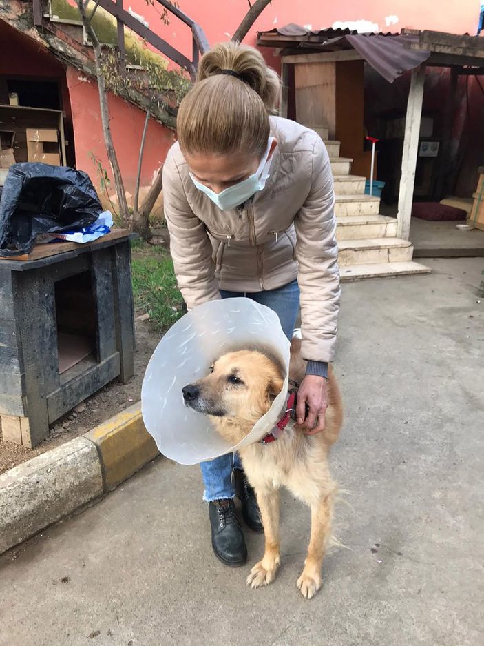 Trabzon'da köpeğe şiddeti sosyal medyadan ifşa etti, hapsi istendi