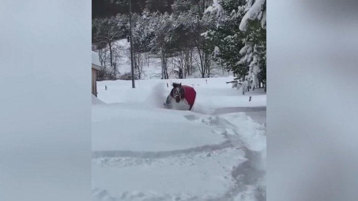ABD'de 1 metrelik karda oynayan at milyonlarca kez izlendi