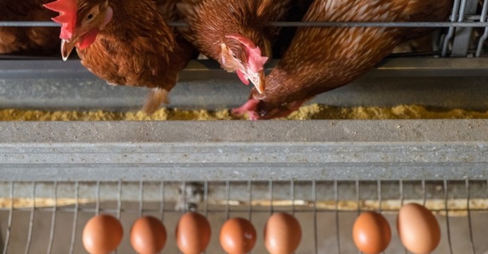 Türkiye Yumurta Üreticileri Birliği: Yumurtacı 17 ay zarar etti