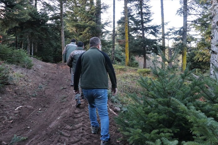 Bolu'da ormancılar yılbaşı öncesi çam ağacı nöbeti tutuyor