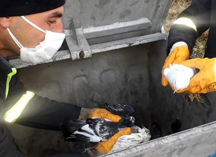 Manisa'da güvercinleri poşete koyup canlı canlı çöpe attılar