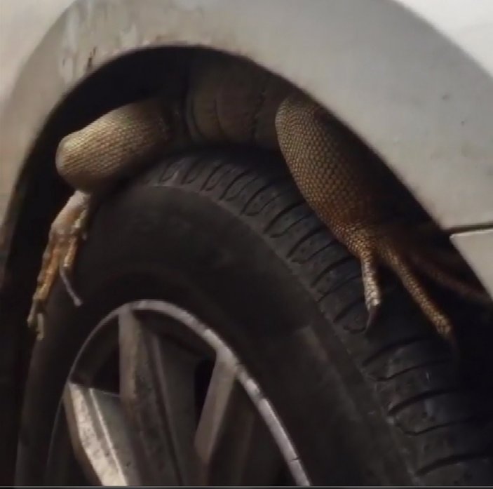 Antalya'da otomobilin ön tekerine giren iguana, güçlükle çıkarıldı