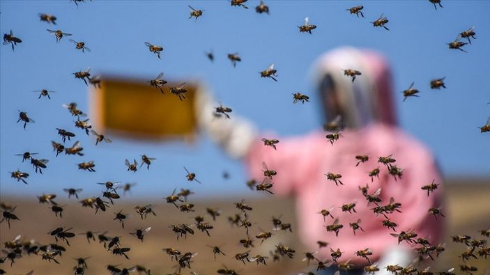 aa Arıcılık için destek