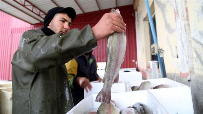 Alabalıklar ihraç ediliyor