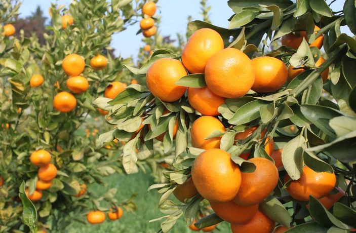Mandarine iki yerli çeşit kazandırıldı