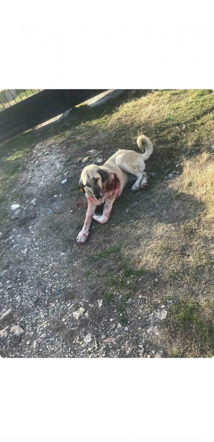 Ankara'da, kendisine saldıran sokak köpeğini bıçakladı