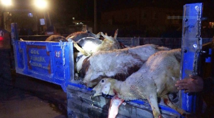 Aksaray'da alkollü sürücü, koyun sürüsünün arasına daldı