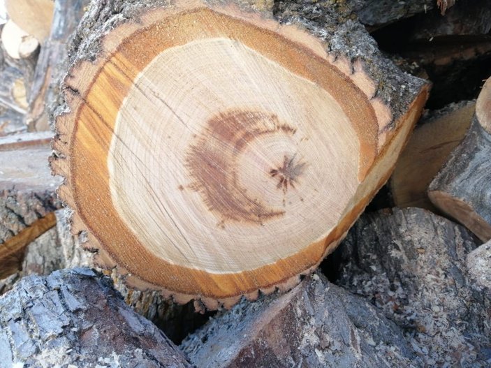 Yozgat'ta kesilen ağacın gövdesinden ay yıldız figürü çıktı