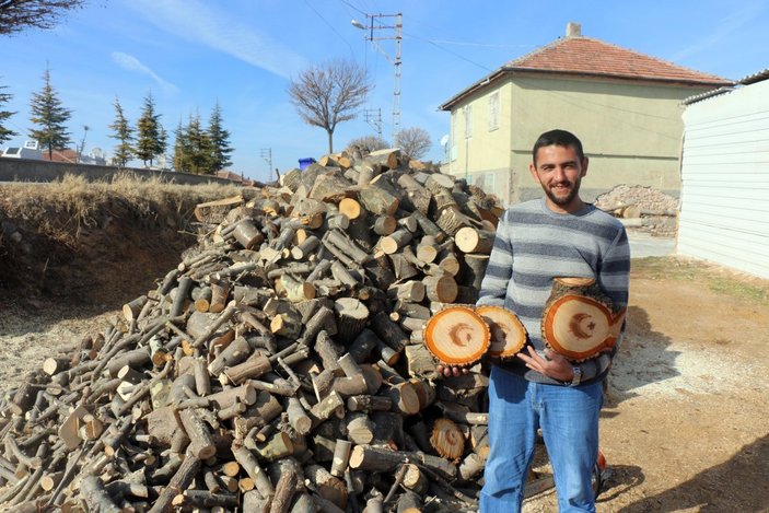 Yozgat'ta kesilen ağacın gövdesinden ay yıldız figürü çıktı