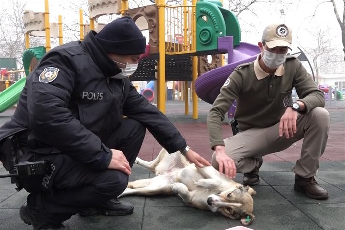 Isparta'da polisler sokak hayvanlarını besledi