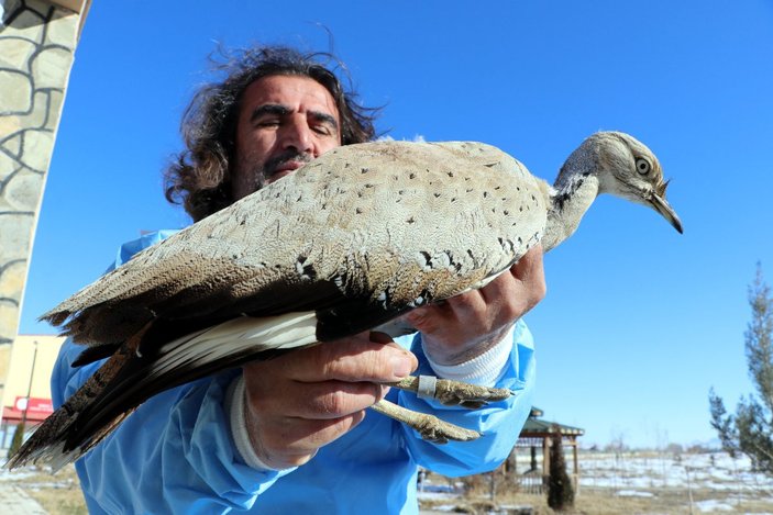 Bitlis'te, kırmızı listedeki yaralı yakalı toy kuşu bulundu