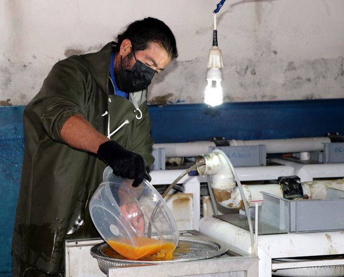 d Van'da alabalık sağım zamanı