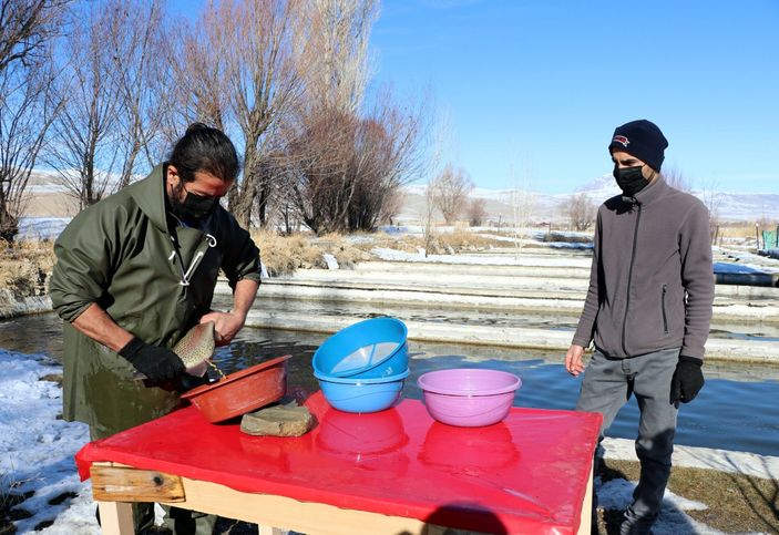 d Van'da alabalık sağım zamanı