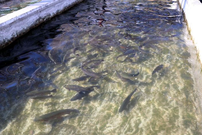 d Van'da alabalık sağım zamanı