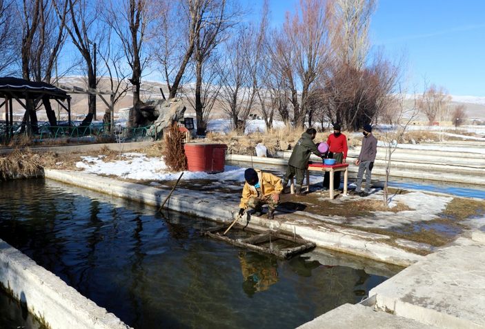d Van'da alabalık sağım zamanı