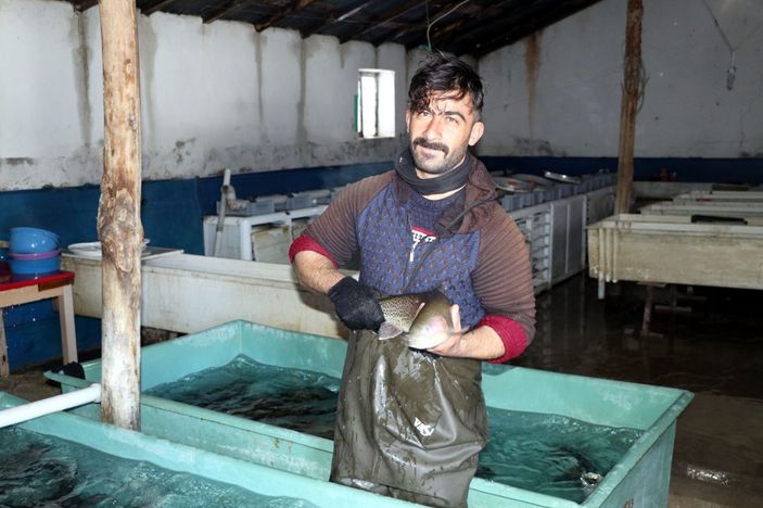 d Van'da alabalık sağım zamanı