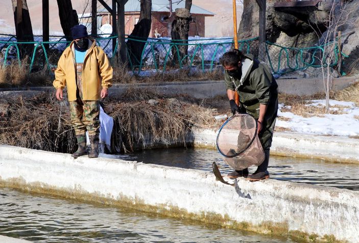 d Van'da alabalık sağım zamanı