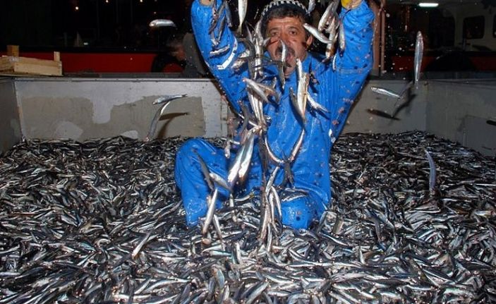 Hamsi avı 10 gün durduruldu