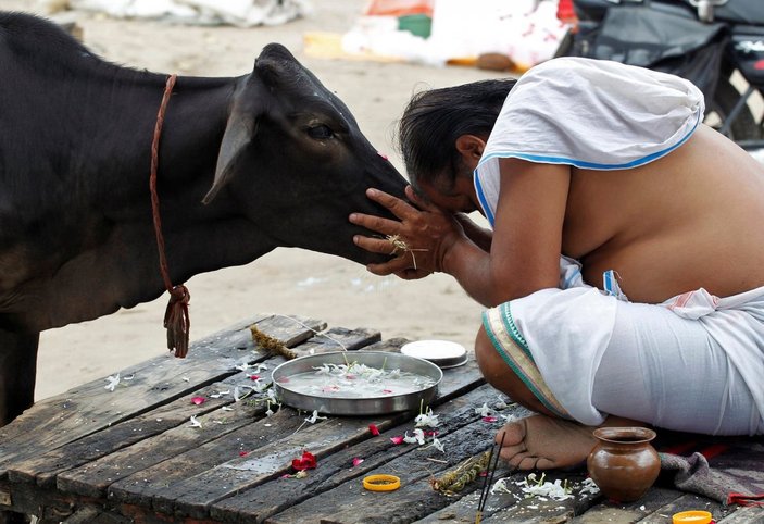 Hindistan'da inek bilimi sınavı düzenlenecek
