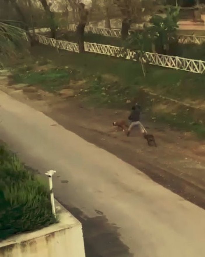 Antalya'da köpeklerini sopayla döven şahıs