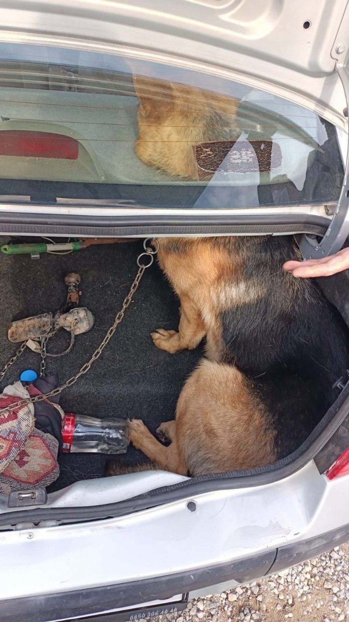 Muğla'da başı hoparlör boşluğuna sıkışan köpek kurtarıldı