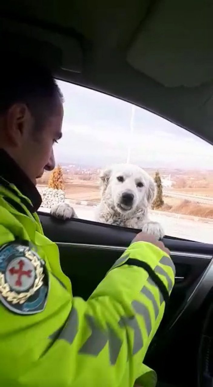 Samsun'da trafik polisinden sevimli köpeğe gülümseten soru