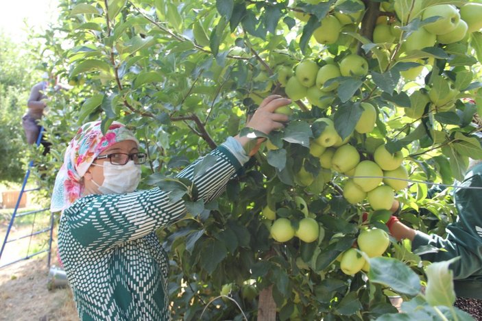 Isparta elma üretim rekoru kırdı