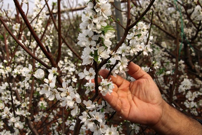 Mersin'de erik ağaçları çiçek açtı