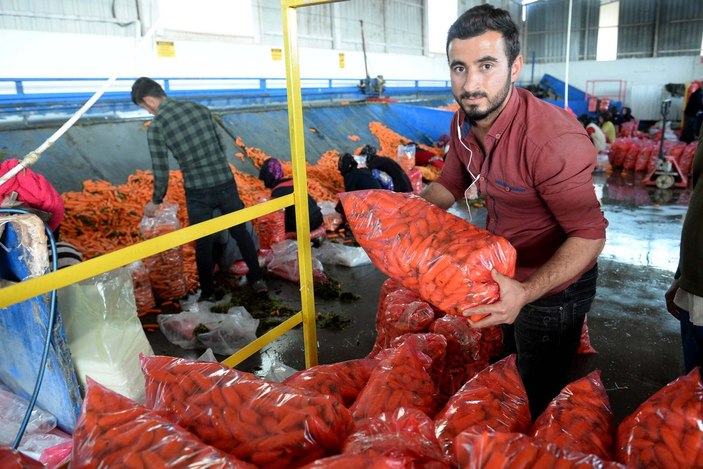 Havuç yağışın az olmasında etkilendi